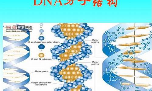 _dna分子的结构教案